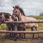 Zajęcia i warsztaty Tai Chi dla początkujących