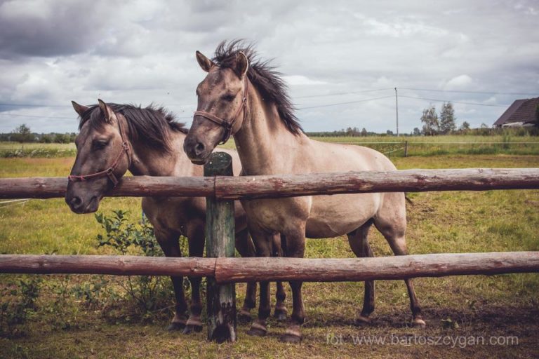 Zajęcia Tai Chi w grudniu i styczniu